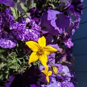 Meet your Posher, Tracee